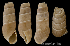 IMG_detallada/Rumina decollata.jpg